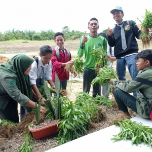 Hasil Panen Budidaya Kangkung 
