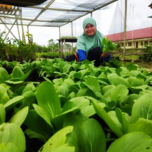 Hasil Panen Sayur Pakcoi Jurusan Perkebunan