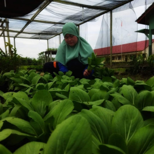 Hasil Panen Sayur Pakcoi Jurusan Perkebunan