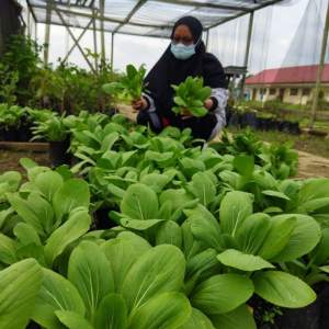 Hasil Panen Sayur Pakcoi Jurusan Perkebunan