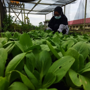 Hasil Panen Sayur Pakcoi Jurusan Perkebunan