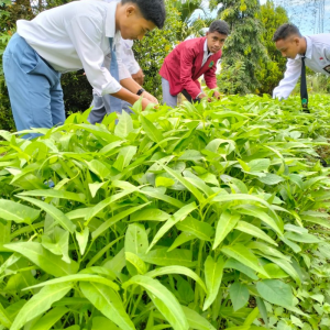 Hasil Perkebunan Kangkung