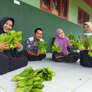 Hasil Perkebunan sayur organic Pakcoi