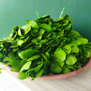 Pakcoi sayur organik